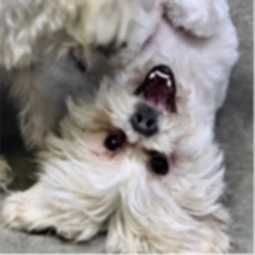 FurOlogy Grooming-Athens ,AL